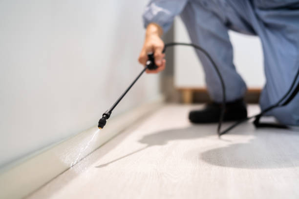 Licensed Wasp Removal service in Squaw Valley, CA - Show Me Pest Control